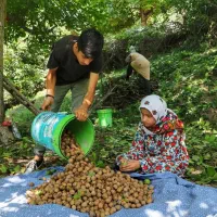 اکیپ گردو چینی