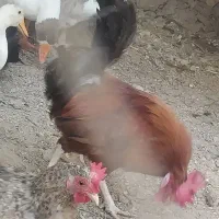 و غاز و خروس