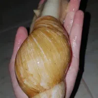 انواع نژاد حلزون