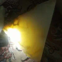 شاه مقصود راف70کیلودرجه یک بدون پرتی فوری زیرقیمت