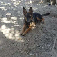 سگ ژرمن