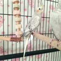 عروس هلندی مرواریدی