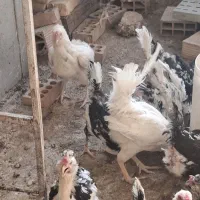 مرغ و خروس گلین