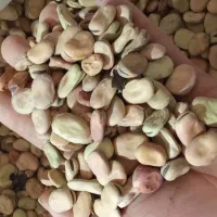 باقله|خوردنی و آشامیدنی|شیراز, شهرک فرهنگیان|دیوار