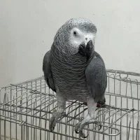 کاسکوی دم قرمز|پرنده|رشت, کوی قدس|دیوار