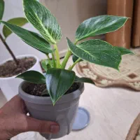 گل فیلودندرون برکین همره با گلدان ویژه|گل و گیاه طبیعی|شاهین‌شهر, نسیم ۵|دیوار