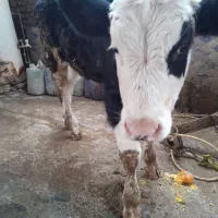 گوساله هلشتاین