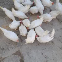 مرع سفید تخم گزار