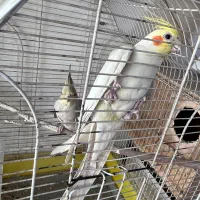 فروش عروس هلندی مولد