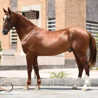 پانسیون اسب