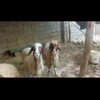 گوسفند آشتی وگوشتی|حیوانات مزرعه|سیروان, |دیوار