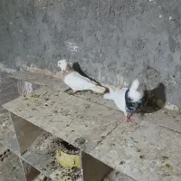 جفت‌طوقی