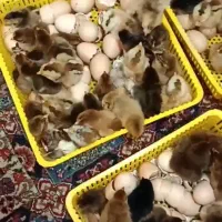 دستگاه جوجه کشی|لوازم جانبی حیوانات|جیرفت, |دیوار