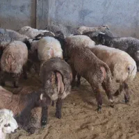 بره نر(چاق)