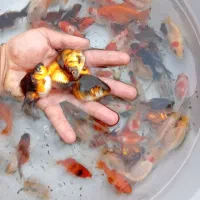 گلدفیش ماهی|ماهی|سنندج, |دیوار