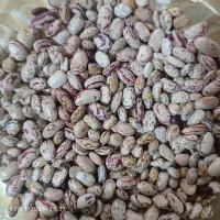 لوبیا چیتی تمیز و زودپز امسالی