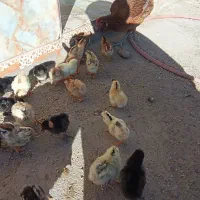 جوجه محلی سه روزه|حیوانات مزرعه|خمک, |دیوار