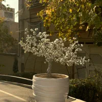 تزئینی منزل