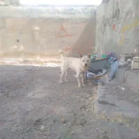 سگ نر چاعوچاعو پاکوتاه