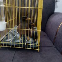 جوجه مینا