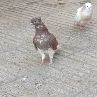 کبوتر فوق پرش|پرنده|گرگان, |دیوار