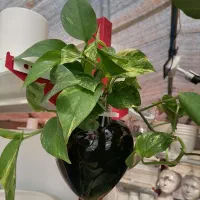 گل و گیاه آپارتمانی قیمت مناسب|گل و گیاه طبیعی|تربتحیدریه, بی بی حسنیه|دیوار