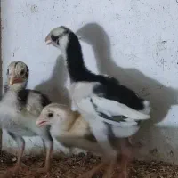 جوجه لاری