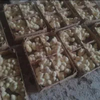جوجه گوشتی راس 308 عمده نهاده ذرت سویا|حیوانات مزرعه|رشت, بازار|دیوار