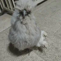 مرغ و خروس مولد ابریشمی نژاد دار|حیوانات مزرعه|تهران, قیام|دیوار