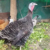 بوقلمون ماده