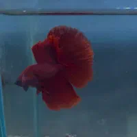 فروش انواع نژاد فایتر و غذا های هیکاری|ماهی|تهران, صادقیه|دیوار