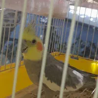 عروسی هلند نر