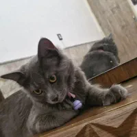 راشن بلو اصیل|گربه|قم, نیروگاه|دیوار