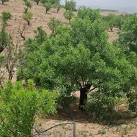 باغ بادام سنددار نزدیک پل زمانخان|فروش زمین و ملک کلنگی|شهرکرد, |دیوار