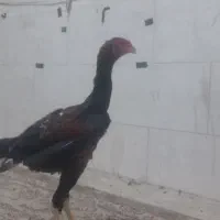 جوجه لاری