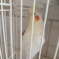 پرنده