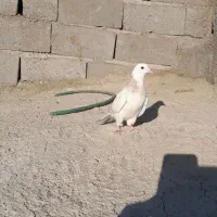 کفتر هما ماده