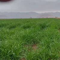 زمین کشاورزی