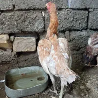 ماده ترک|پرنده|میناب, |دیوار