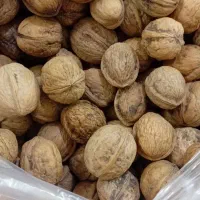 گردوتویسرکان