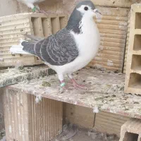 سلام دوستان پنج دمگیر|پرنده|اصفهان, اندوان|دیوار