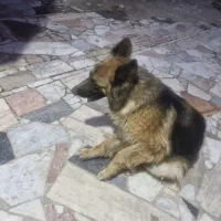 سگ ژرمن دارم ماده ارزون میدم خونگی