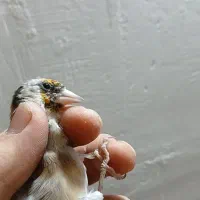 جوجه سهره نر نیم گل معاوضه قناری