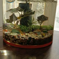 آکواریوم ماهی