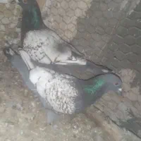 کبوتر