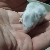 همستر های بازیگوش و سرحال