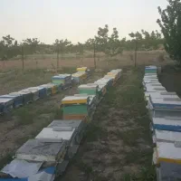 زنبور سه قاب و چهار قاب سالم ملکه جوان