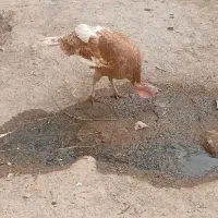 بوقلمون ماده