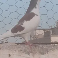 کبوتر|پرنده|مشهد, کوشش|دیوار