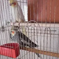 عروس هلندی نر و ماده با قفس